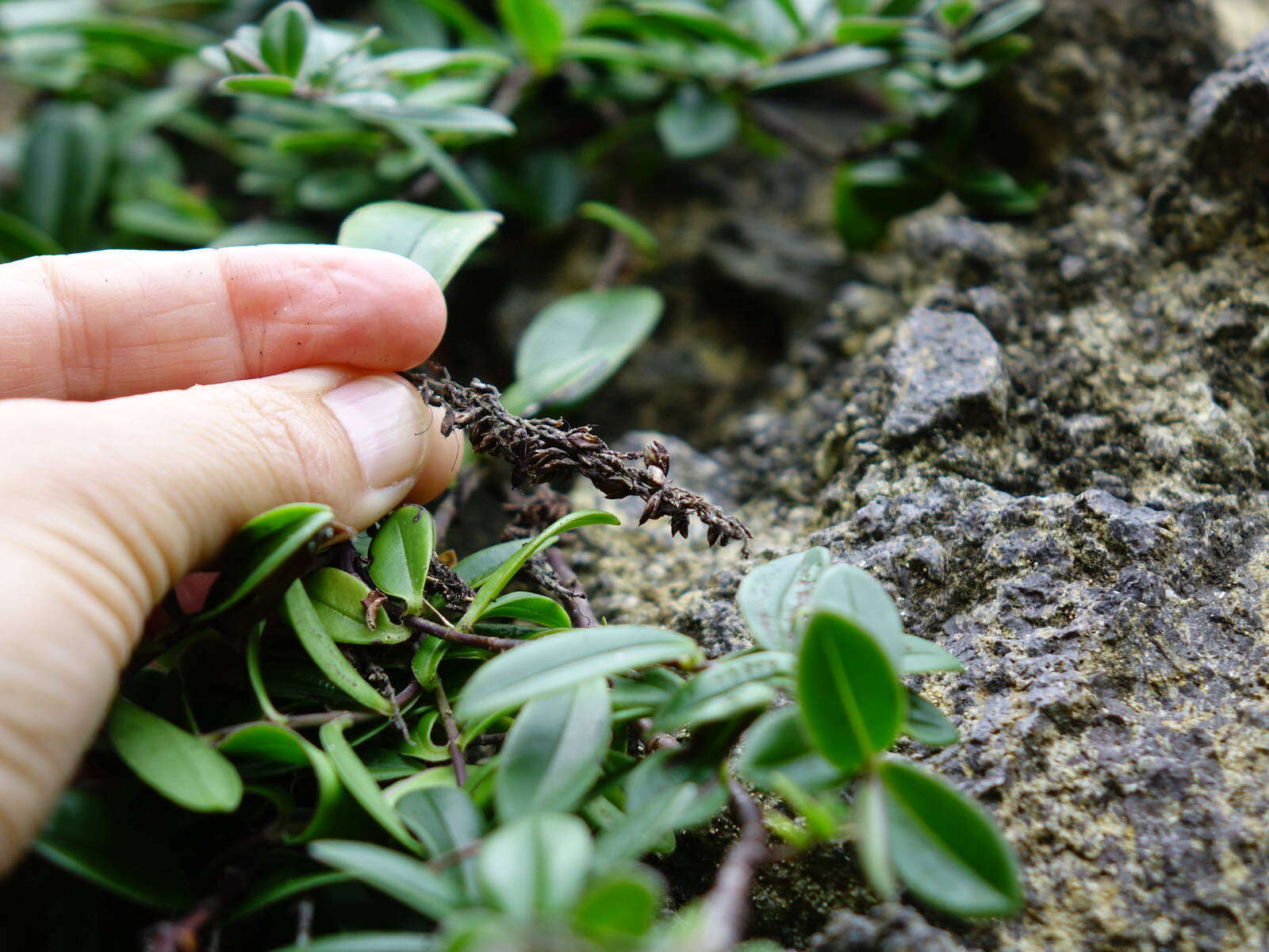 صورة Veronica obtusata Chresem.