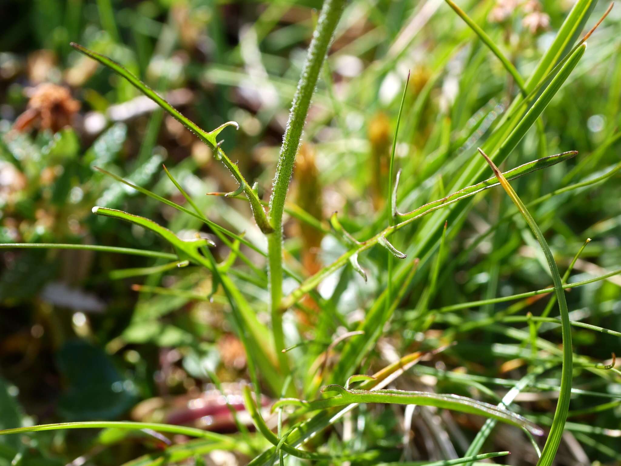 Image of Crepis jacquinii subsp. kerneri (Rech. fil.) Merxm.