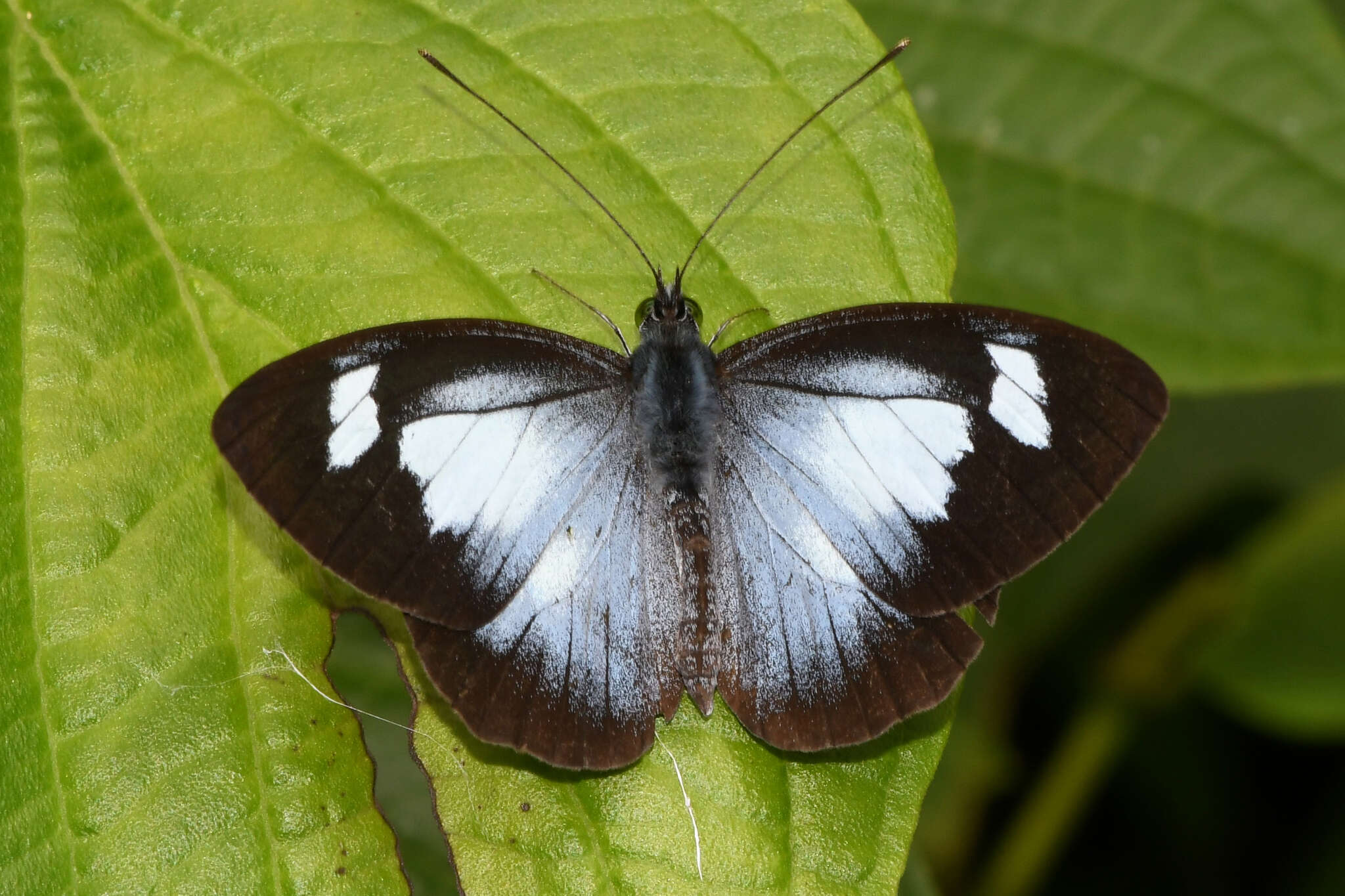 Image of Leptophobia caesia (Lucas 1852)