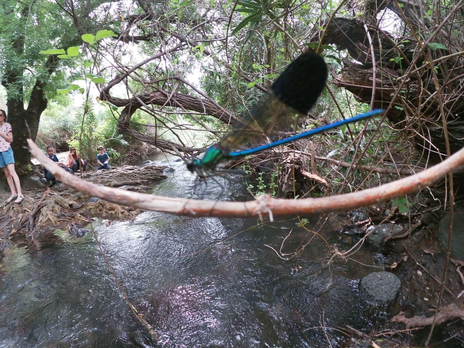 Image of Syrian Demoiselle