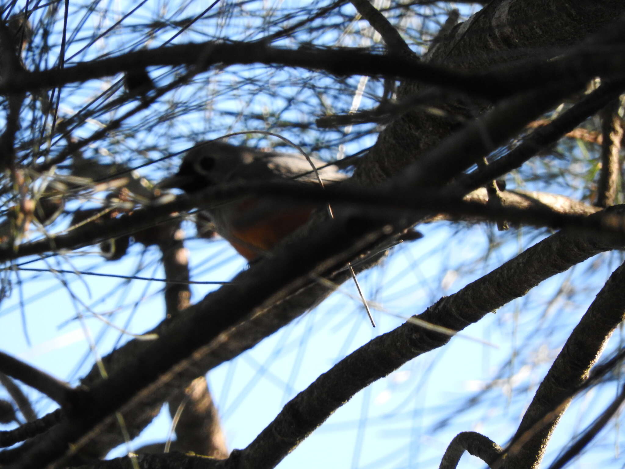 Image of Black-faced Monarch