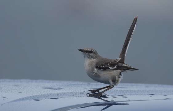 Image of Northern Mockingbird