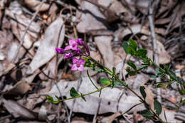 Image de Boronia fastigiata Bartl.