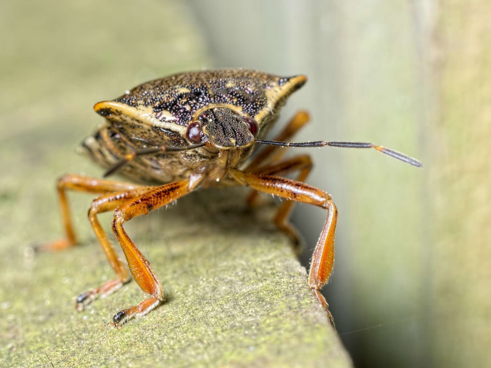 Image of <i>Pinthaeus sanguinipes</i>