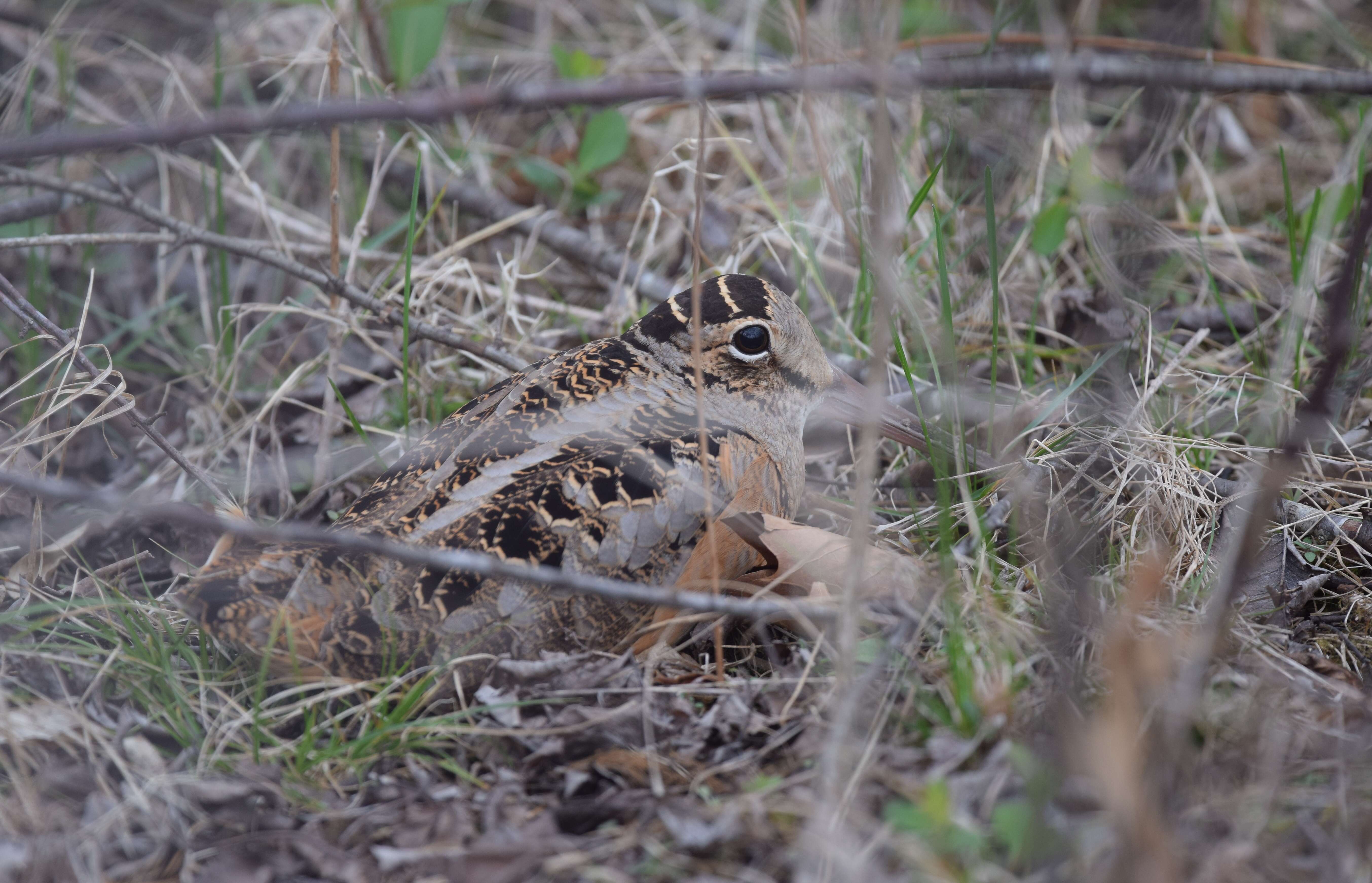 Image of Woodcock