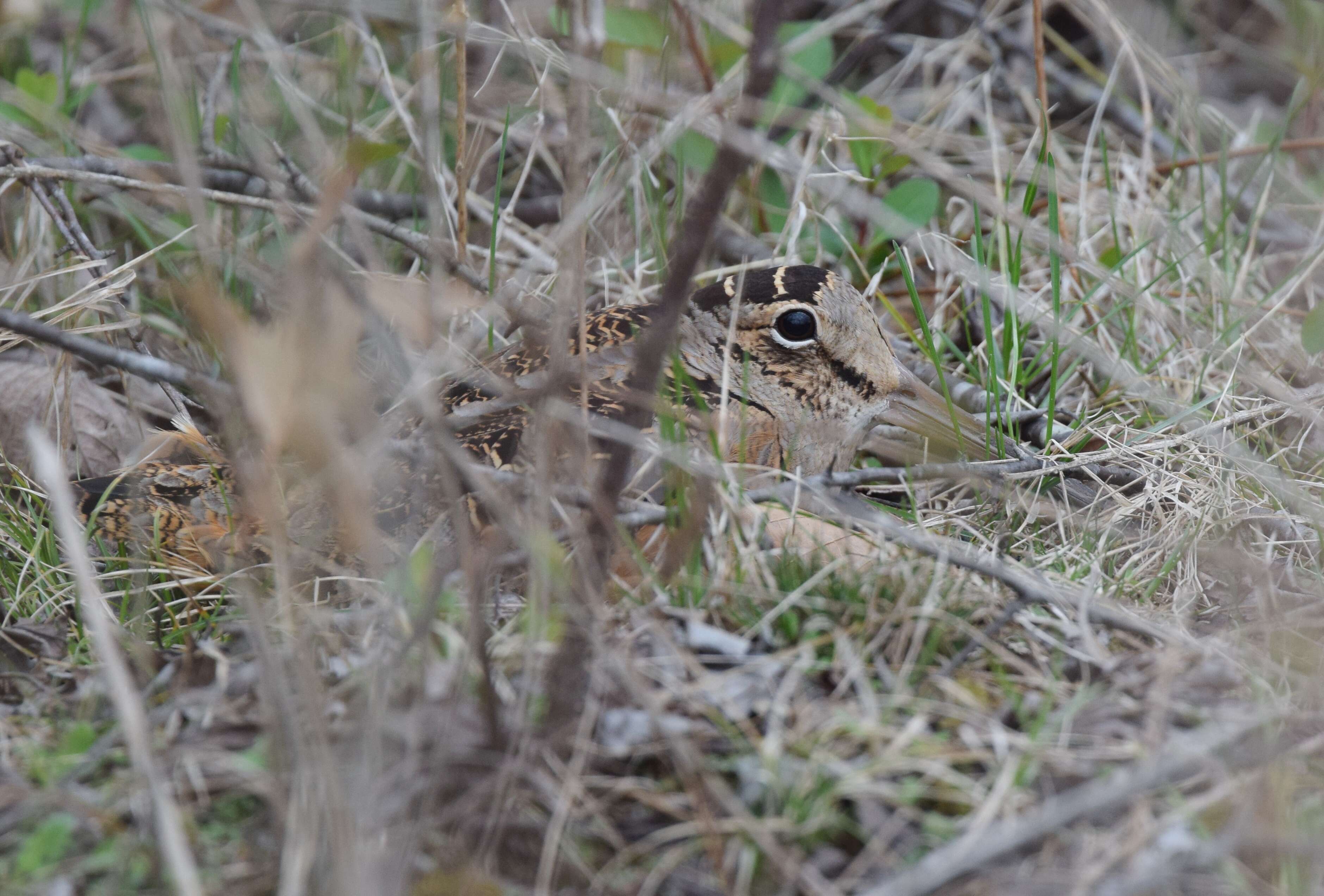 Image of Woodcock