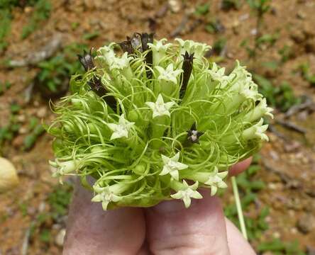 Image of Sabicea ferruginea (G. Don) Benth.