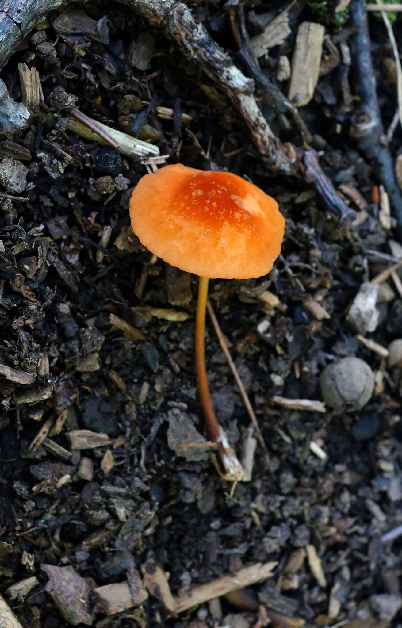 Image de Marasmius sullivantii Mont. 1856