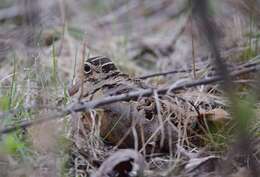 Image of Woodcock