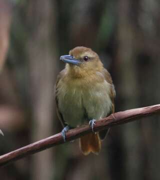 Image of Thamnistes Sclater, PL & Salvin 1860