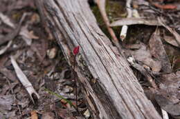 Image of Caladenia lyallii Hook. fil.