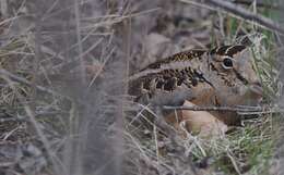 Image of Woodcock