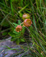 Sivun Pachycarpus grandiflorus (L. fil.) E. Mey. kuva