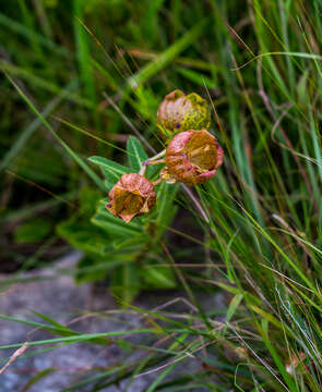 Image of Pachycarpus grandiflorus (L. fil.) E. Mey.