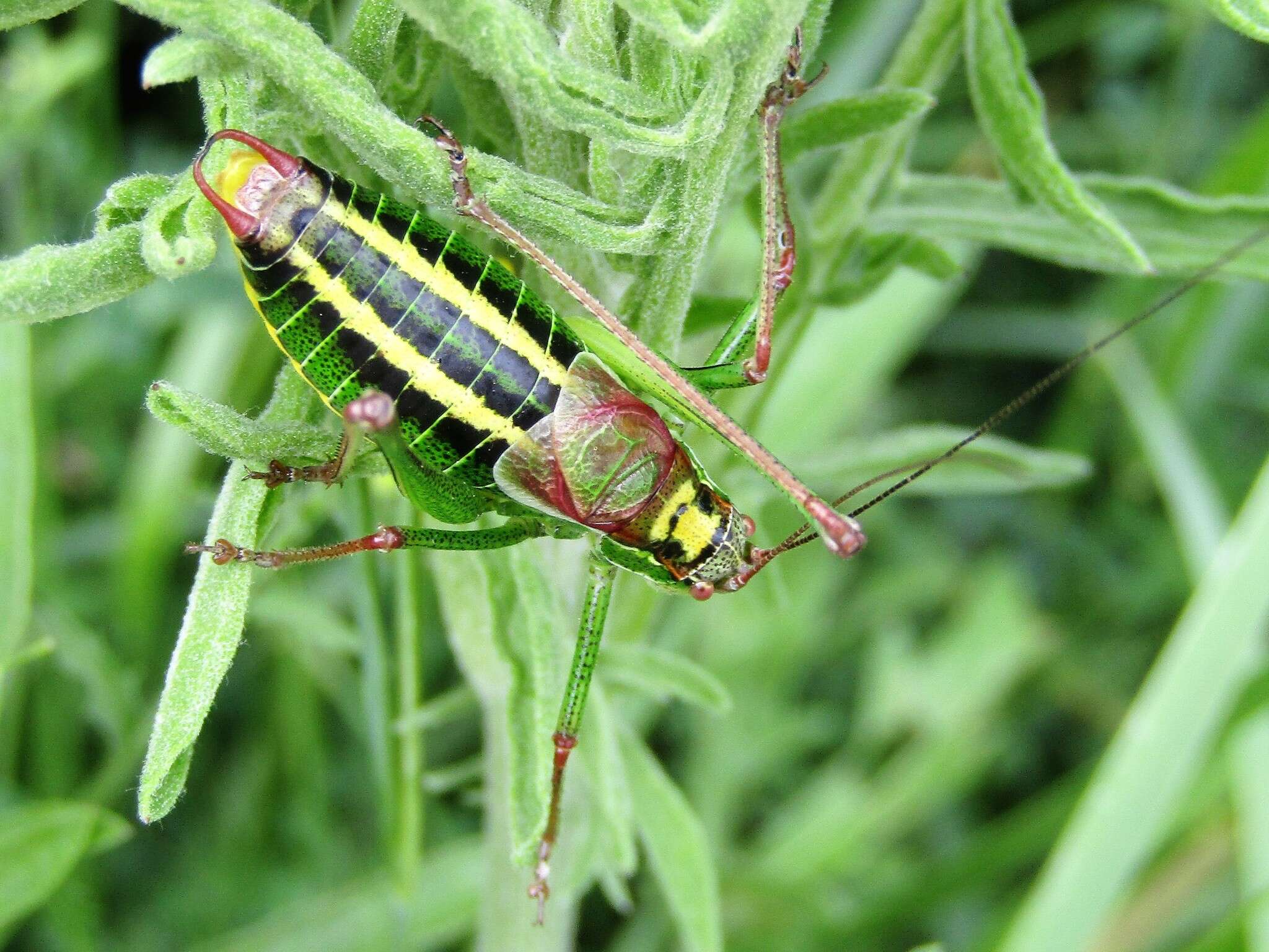 Imagem de Isophya speciosa (Frivaldszky 1868)