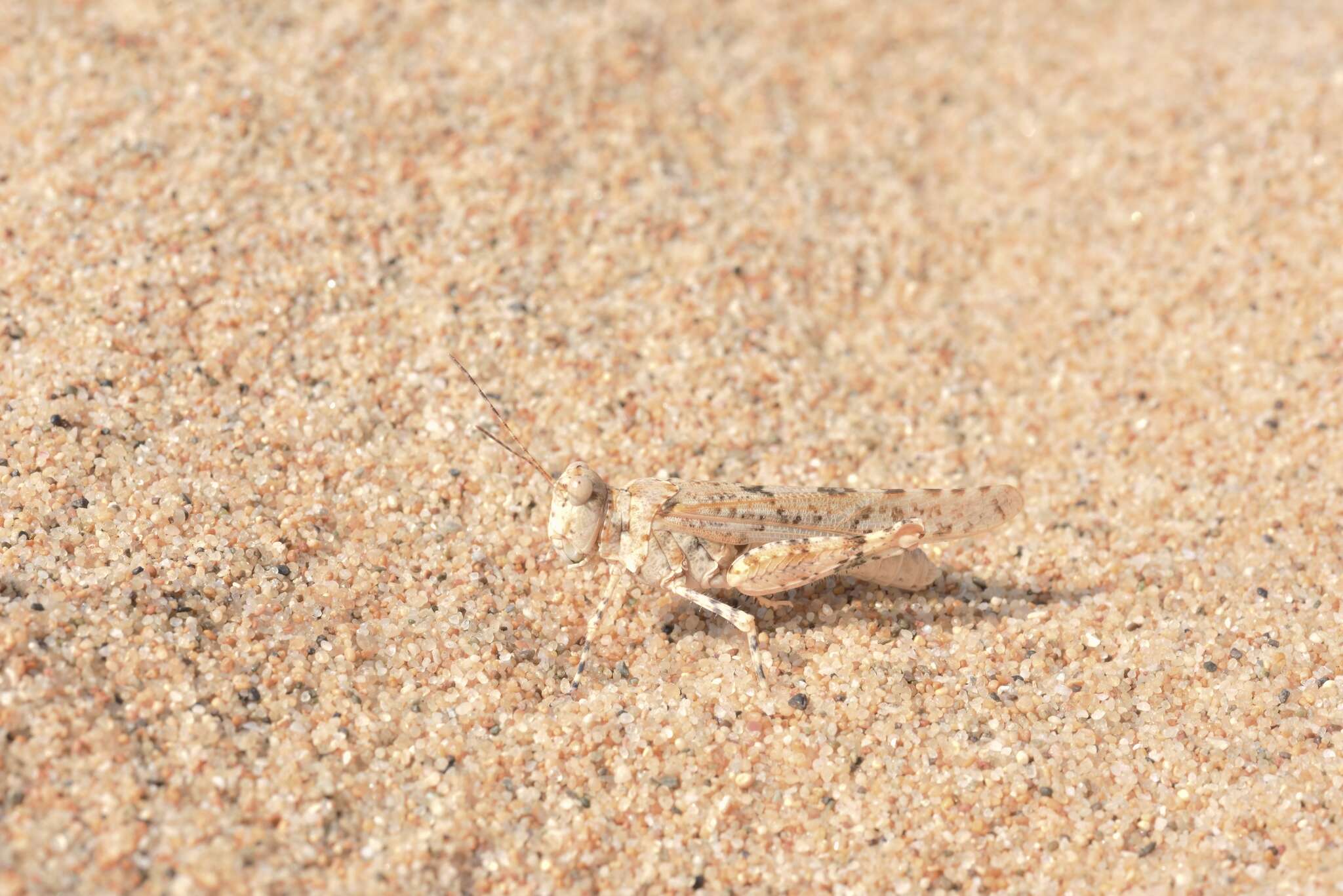 Image de Sphingonotus (Sphingonotus) candidus Costa & A. 1885