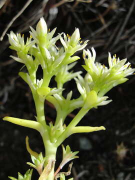 Image of Coast Range stonecrop