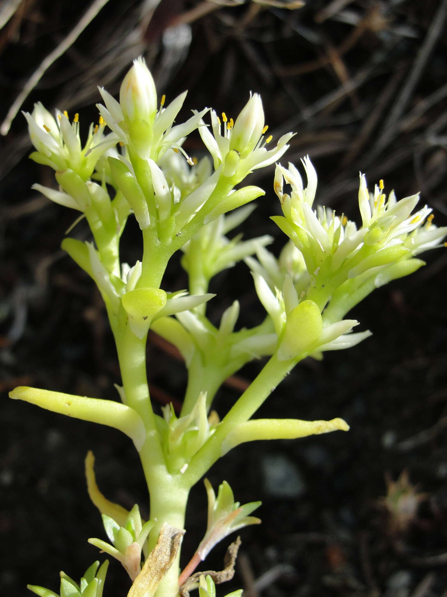 Слика од Sedum radiatum subsp. ciliosum (T. J. Howell) Clausen