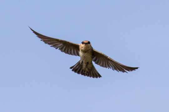 Image of Cave Swallow