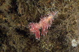 Image of Fjordia lineata (Lovén 1846)