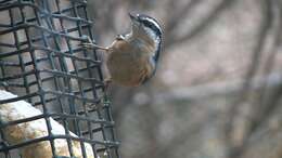 Image of Red-breasted Nuthatch