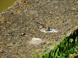 Image of Diaethria candrena Godart 1823