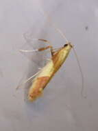 Image of Caloptilia packardella (Chambers 1872)