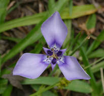 Image of Herbertia