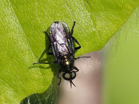 Image of Actina chalybea Meigen 1804