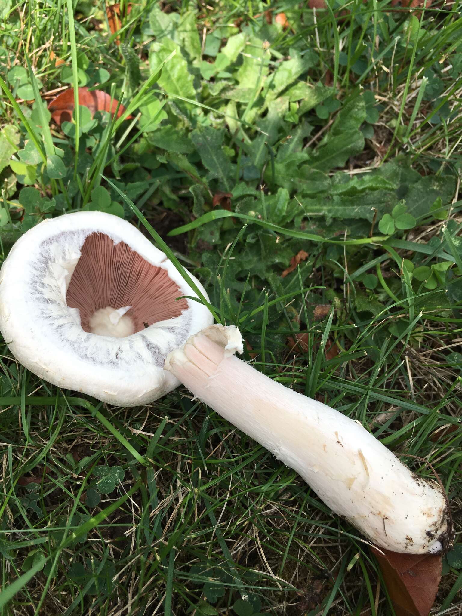 Image of Horse Mushroom