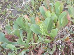 Imagem de Limonium californicum (Boiss.) Heller