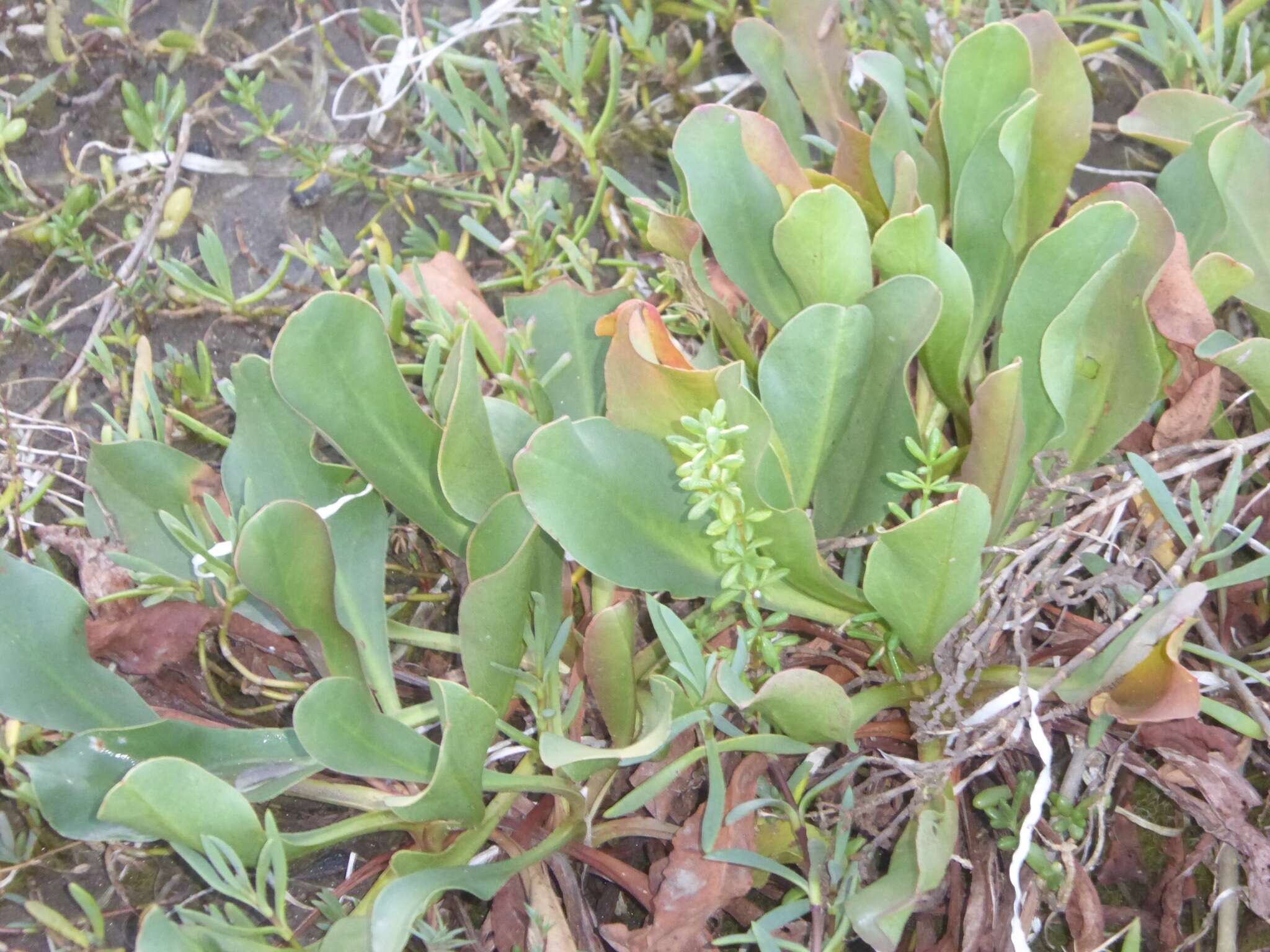 Imagem de Limonium californicum (Boiss.) Heller