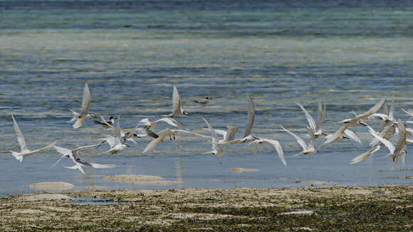 Image of Black-naped Tern