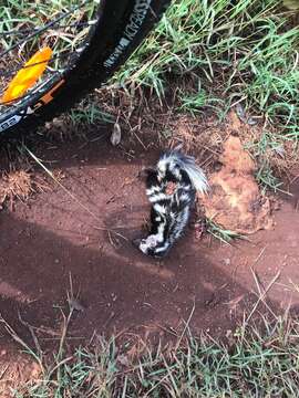 Image of Southern Spotted Skunk