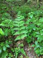 Image de Dryopteris triploidea Wherry