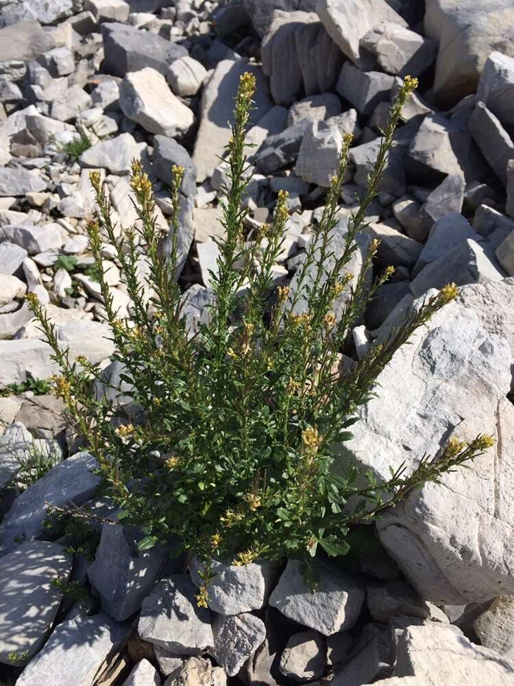 Image of Barbarea bracteosa Guss.