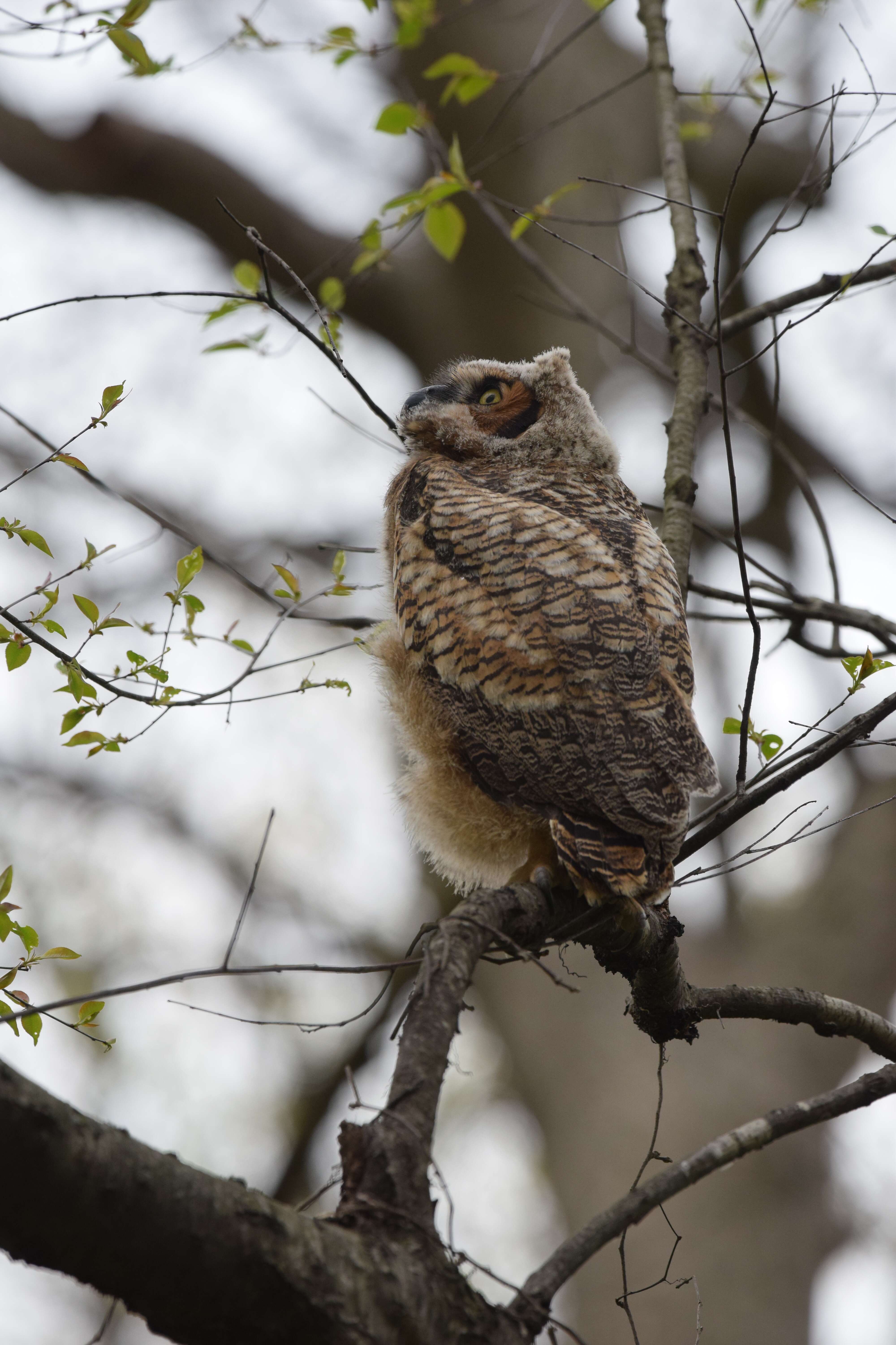 Image of Great Horned Owl