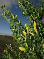 Image of Cytisus scoparius subsp. insularis