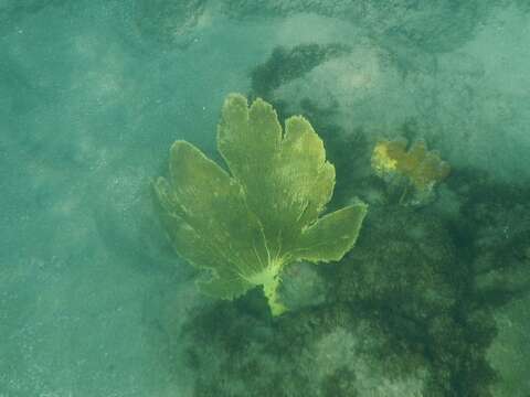 Image of Caribbean sea fan