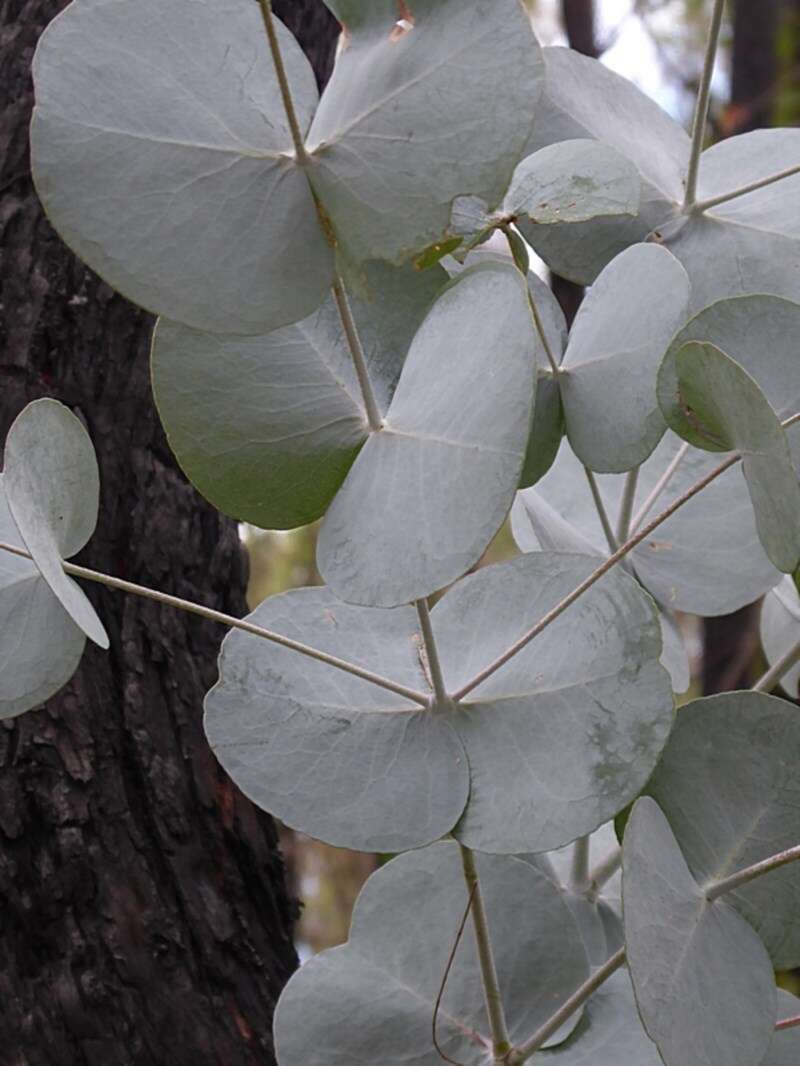 Image of Eucalyptus conspicua L. A. S. Johnson & K. D. Hill