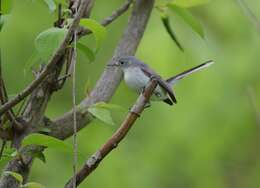 Image of gnatcatchers