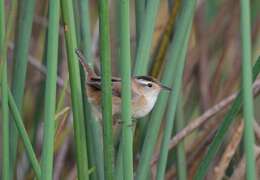 Image of Marsh Wren