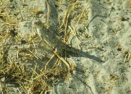 Image of Etosha Agama