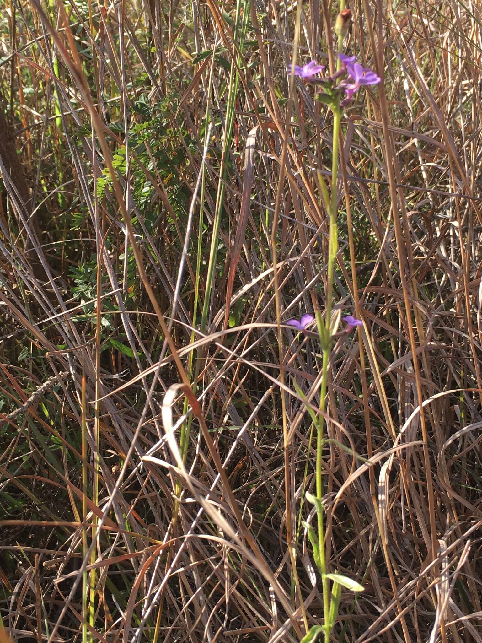 Image of Arizona bluehearts