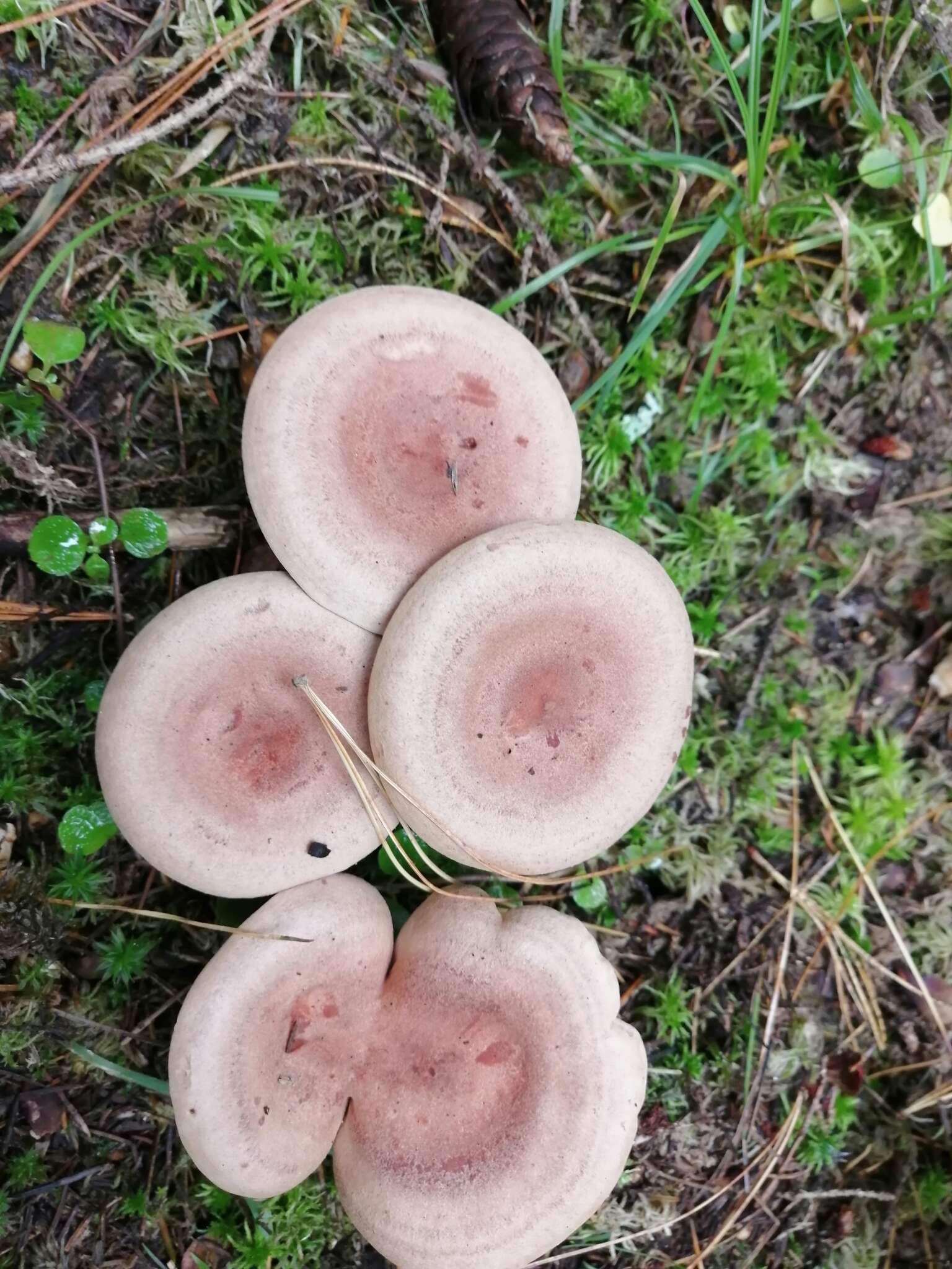 Image of Fenugreek milkcap