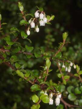 Image of Gaultheria antipoda Forst. fil.