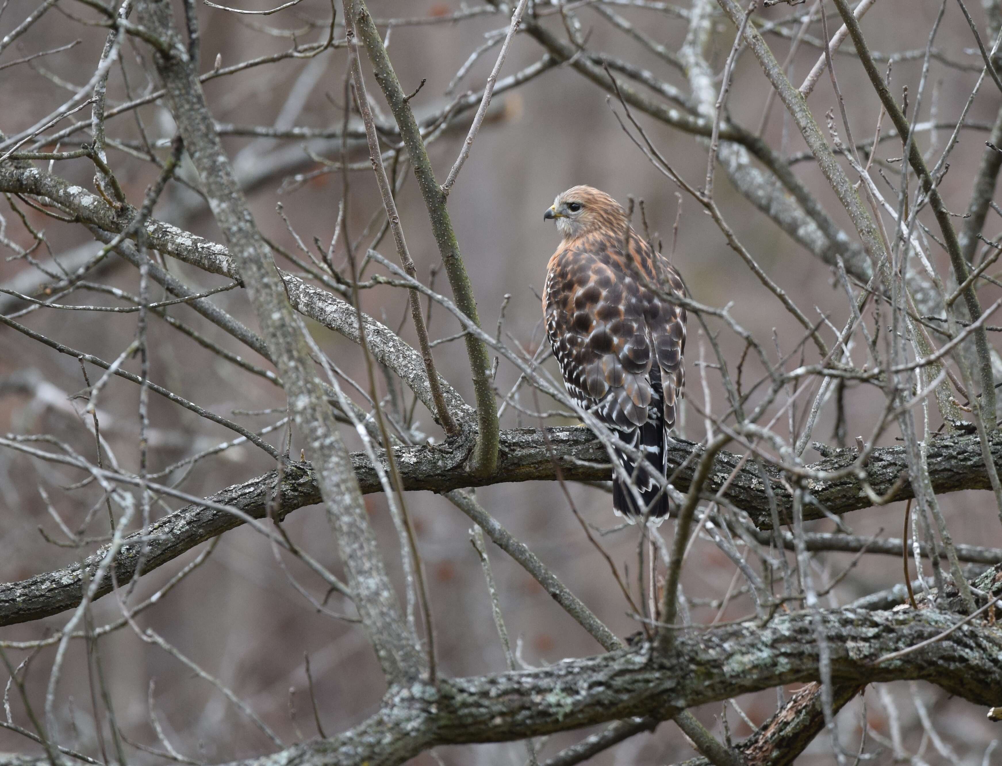 Image of Red-shouldered Hawk