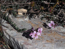 Image de Heliophila cedarbergensis Marais