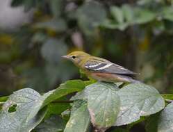 Image of Bay-breasted Warbler