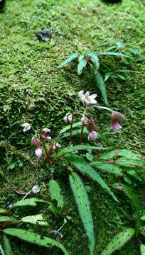 Image of Begonia ambodiforahensis